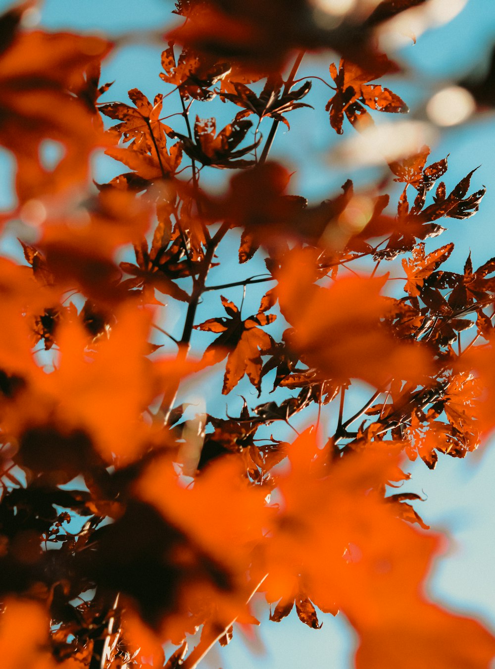 a close up of a tree with orange leaves