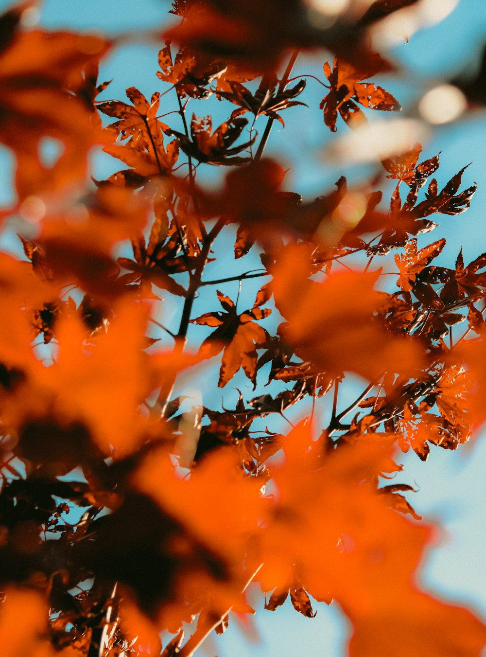 Nahaufnahme eines Baumes mit orangefarbenen Blättern