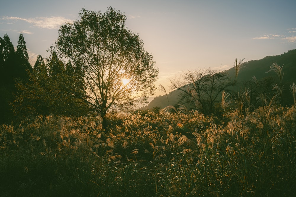 the sun is setting over the mountains and trees