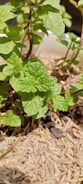 Close-up of fresh artemisia annua leaves growing in a natural garden setting.