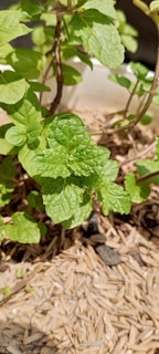 Close-up of fresh green stevia leaves growing in a sunlit field in Kazakhstan.