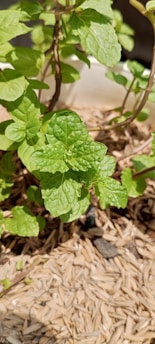 Close-up of fresh green stevia leaves growing in a sunlit field in Kazakhstan.