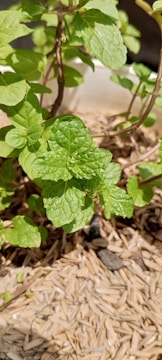Close-up of fresh artemisia annua leaves growing in a natural garden setting.