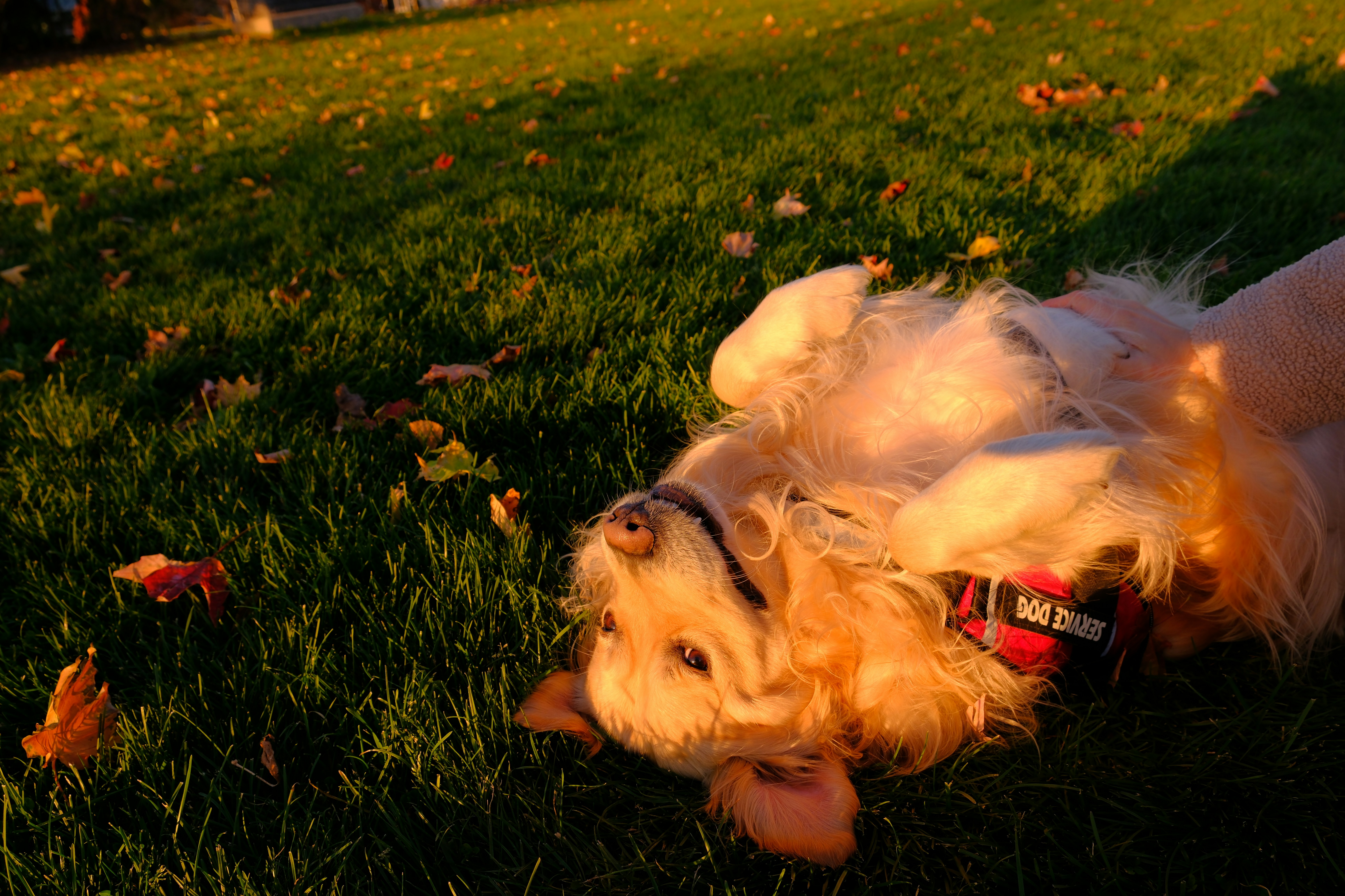 a dog laying on its back in the grass