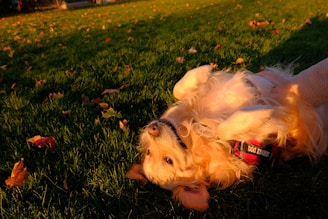 A golden retriever lying on its back in a grassy area with scattered autumn leaves. The dog appears relaxed and is wearing a red service dog vest. The warm, golden light suggests a setting sun.