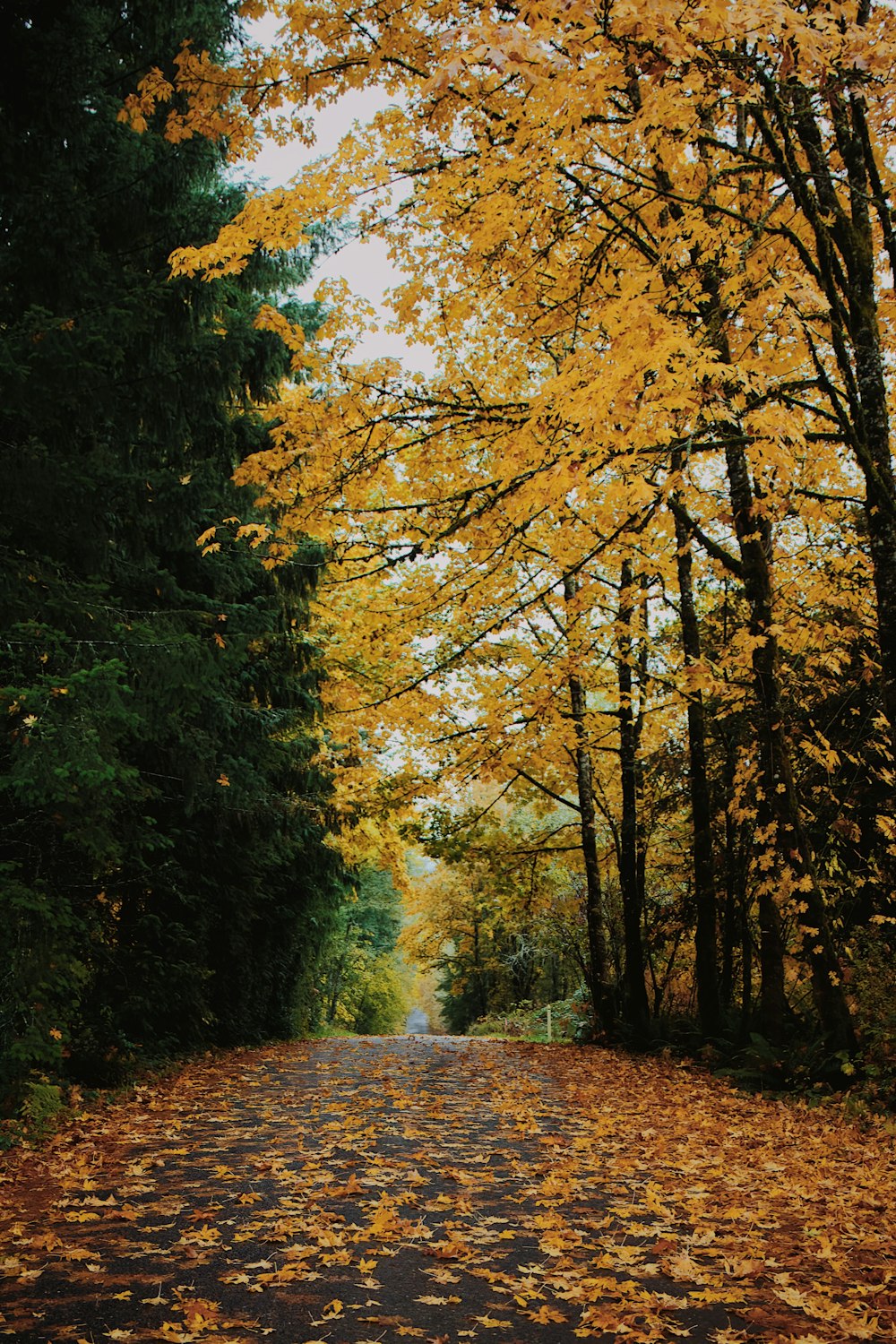 a tree lined road with lots of leaves on the ground