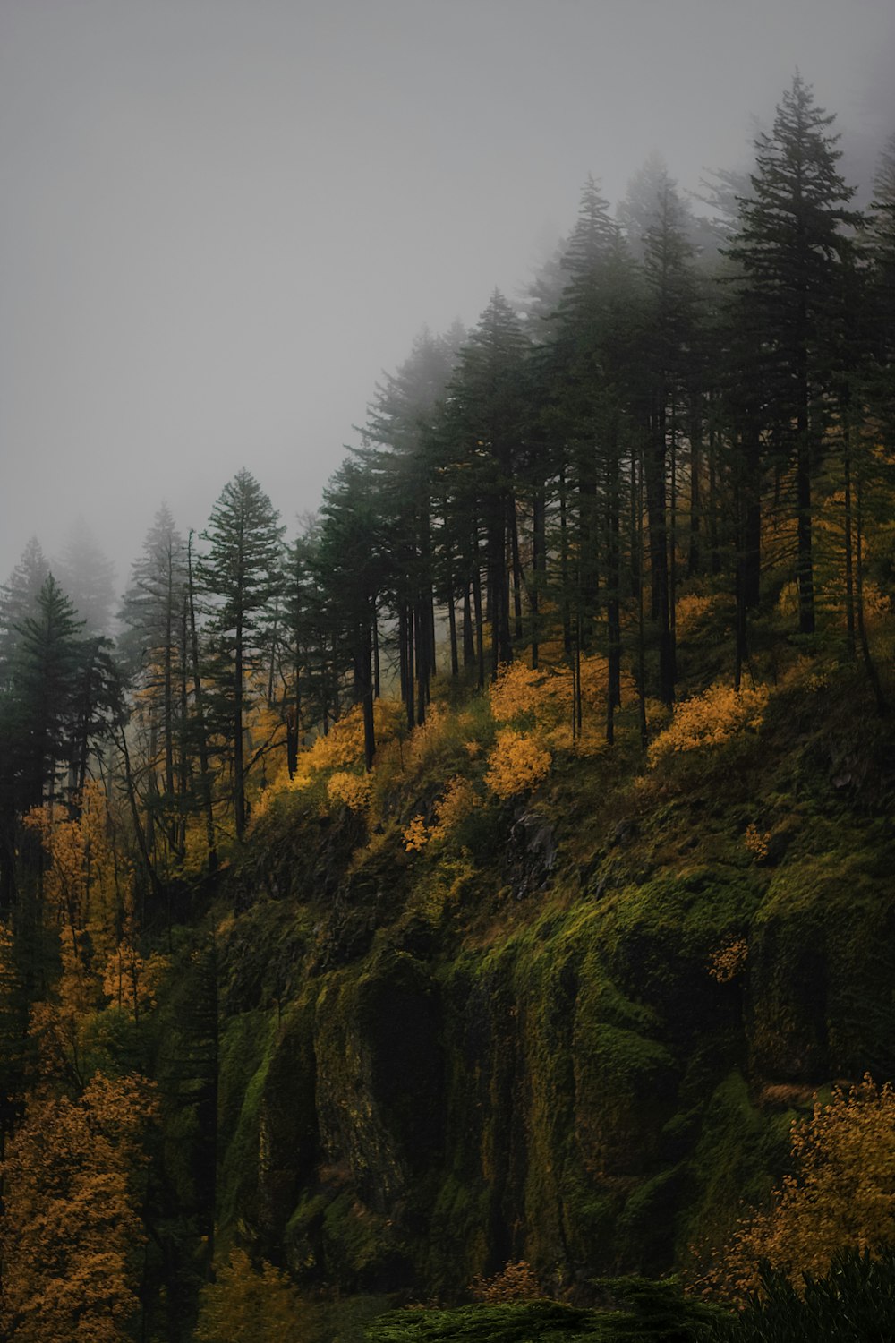 a foggy forest with trees on the side of a hill