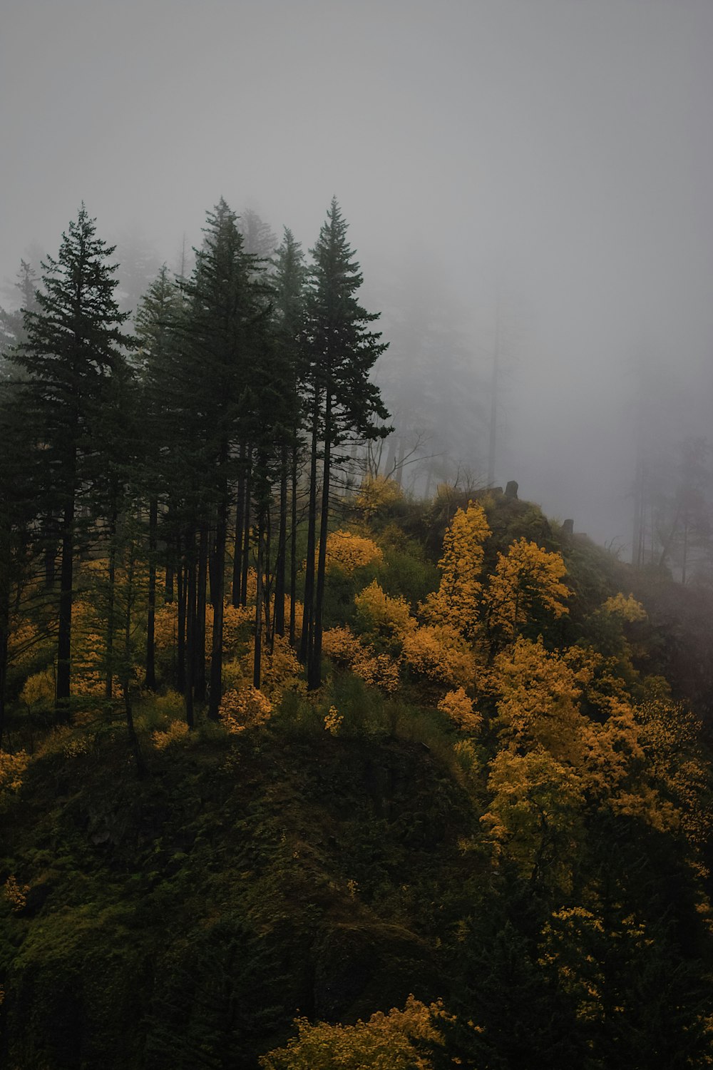 a foggy forest filled with lots of trees