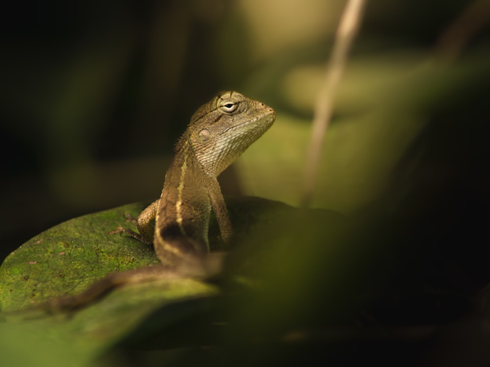 Un lagarto está sentado en una hoja en la oscuridad