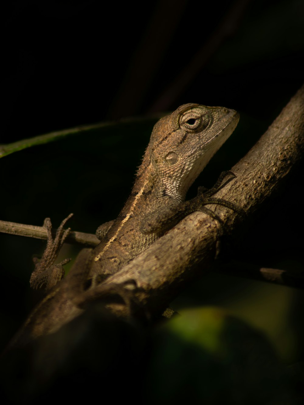 Un lagarto está sentado en la rama de un árbol