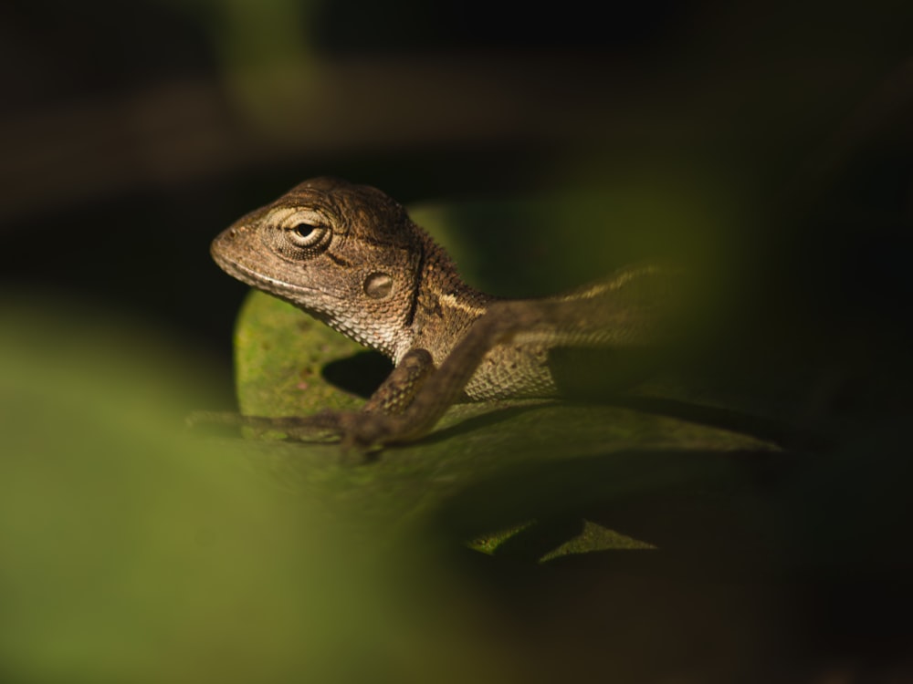 초록색 나뭇잎 위에 앉아 있는 작은 도마뱀