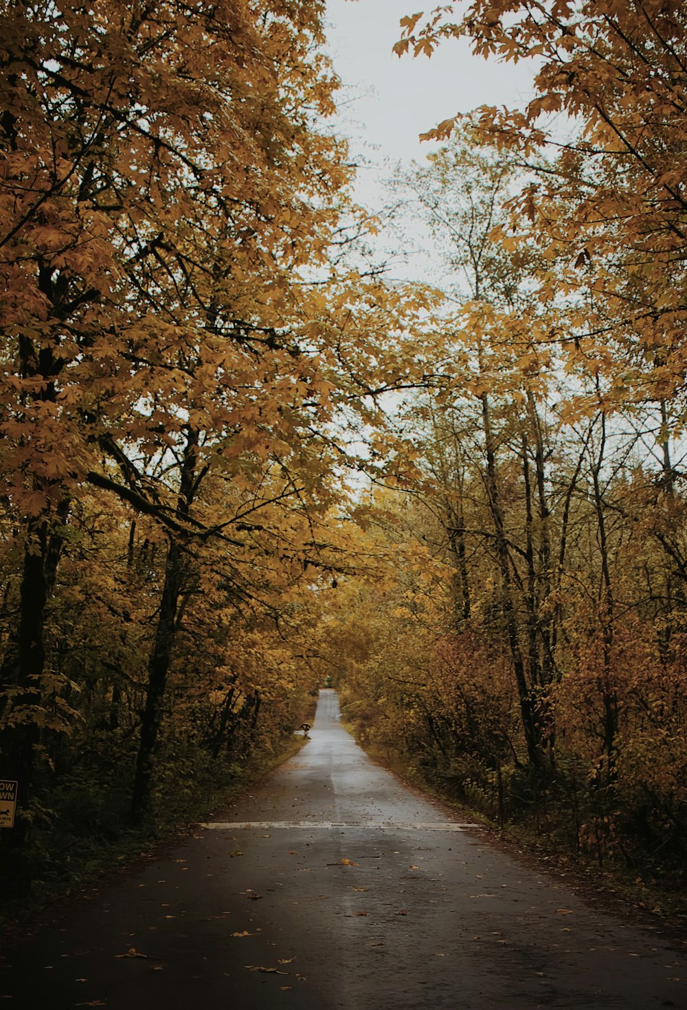 an empty road surrounded by trees with yellow leaves