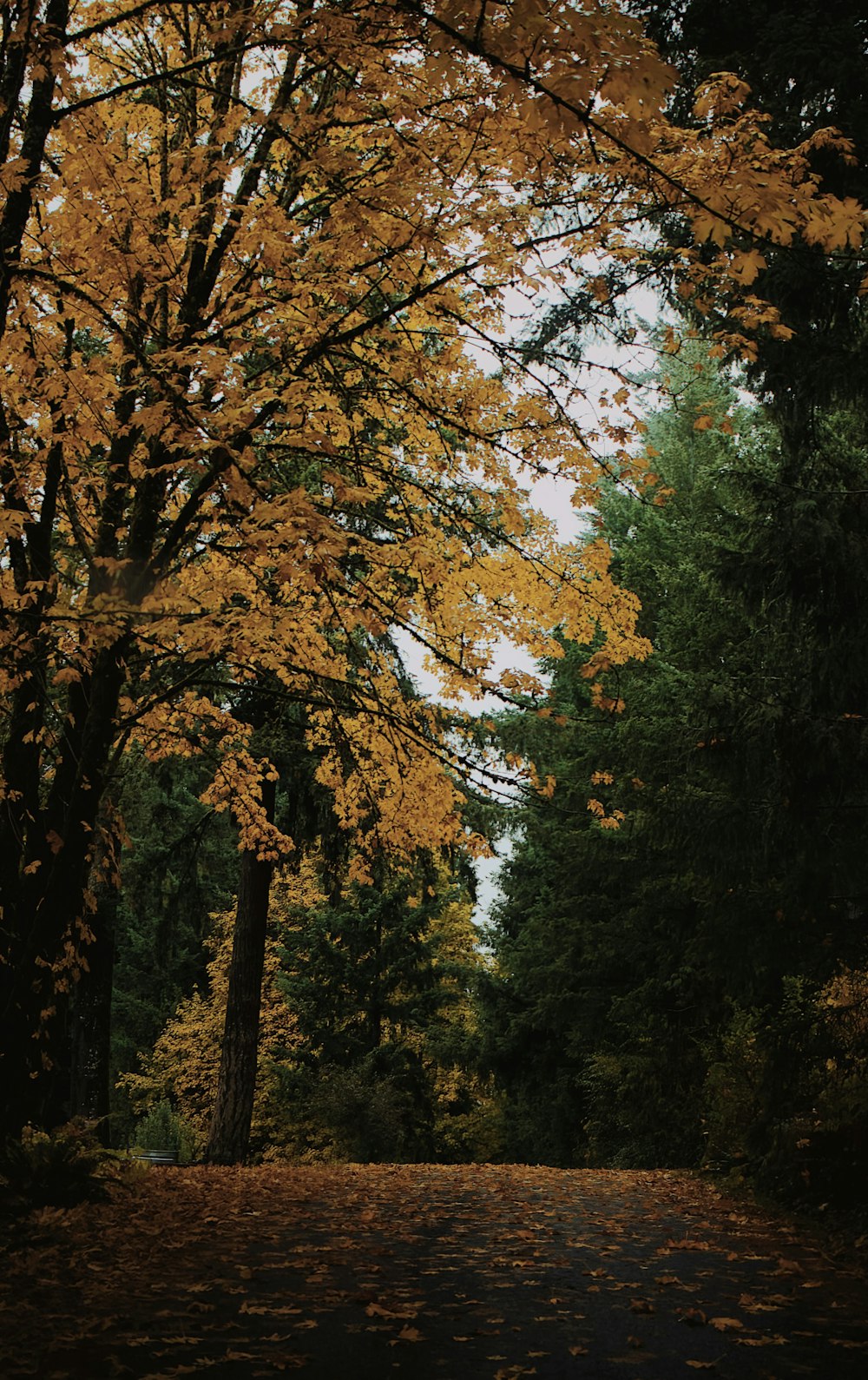 a road surrounded by trees with yellow leaves