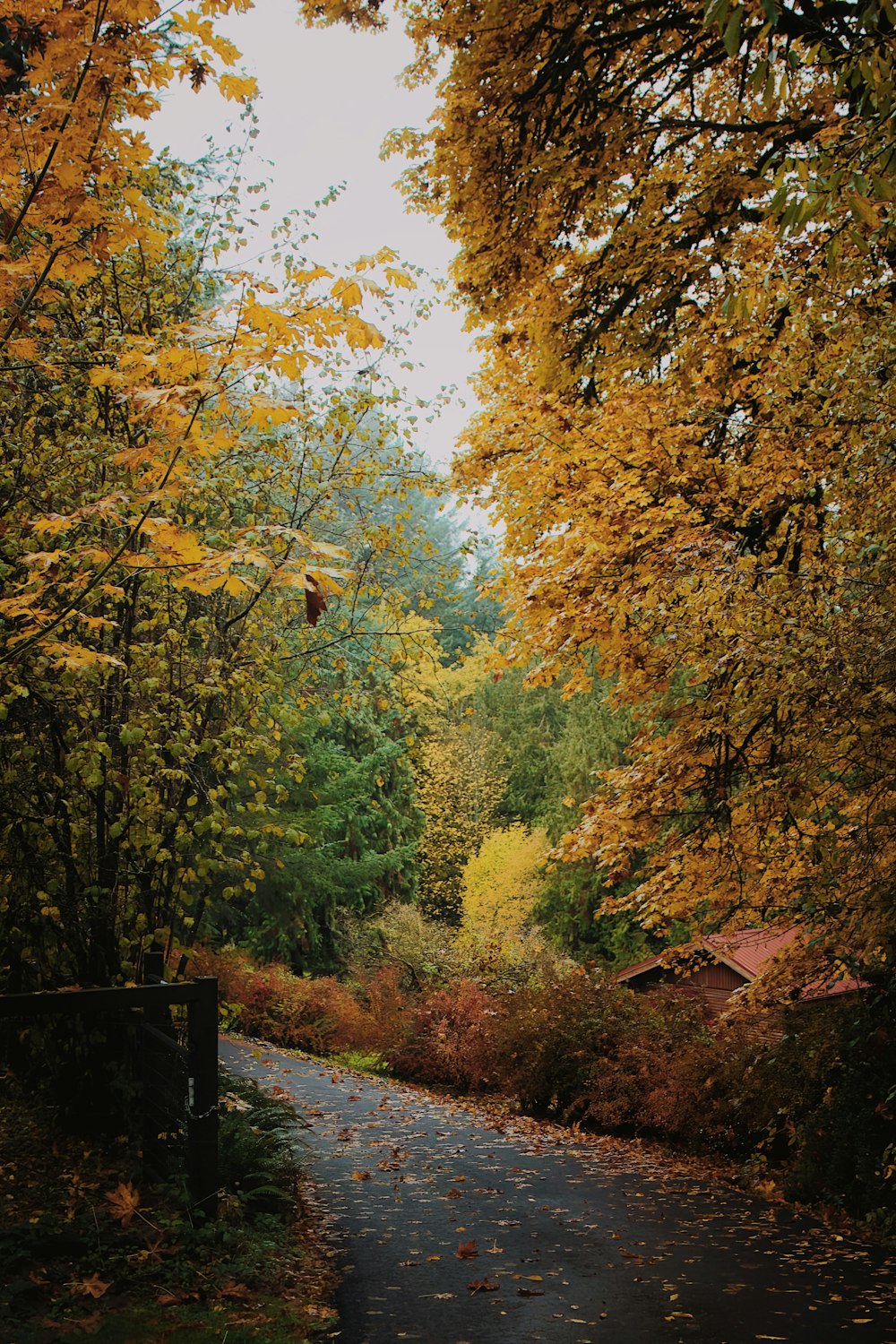가을에는 나무로 둘러싸인 길