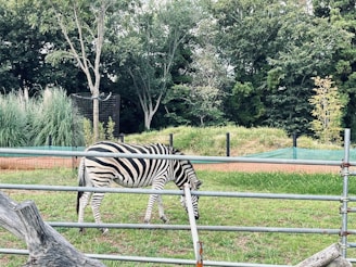A zebra grazes on grass within an enclosed area surrounded by metal fencing. In the background, lush greenery and tall trees form a dense forested backdrop. The scene conveys a harmonious interaction between the wildlife and its natural environment.