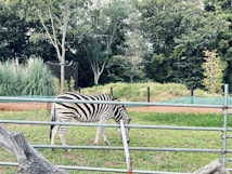 A zebra grazes on grass within an enclosed area surrounded by metal fencing. In the background, lush greenery and tall trees form a dense forested backdrop. The scene conveys a harmonious interaction between the wildlife and its natural environment.