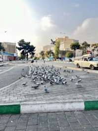 A flock of pigeons gathers on a paved urban sidewalk. Nearby, a vintage car is parked on the street, and trees line the road in the background. The scene is set in a city environment with buildings visible under a cloudy sky.