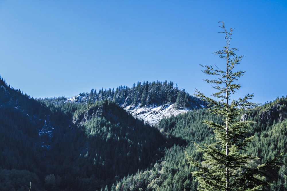 a view of a mountain range with a pine tree in the foreground