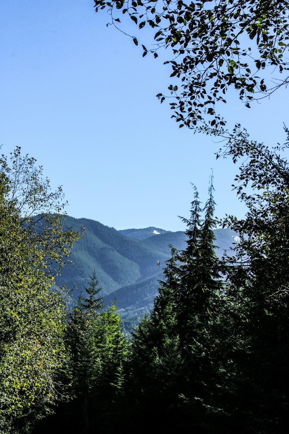 a forest filled with lots of green trees