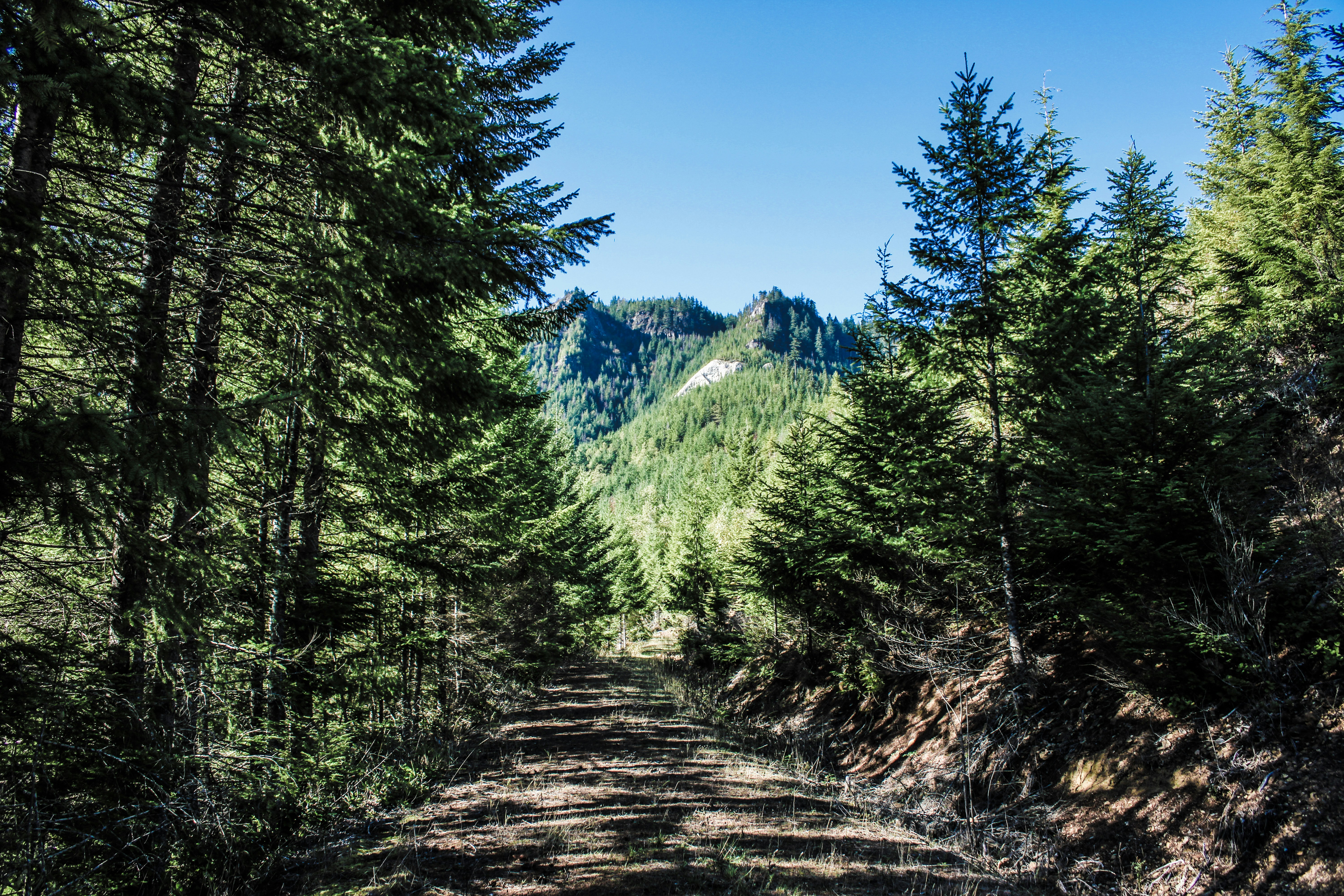 a dirt road in the middle of a forest