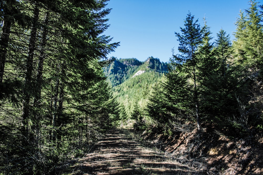 a dirt road in the middle of a forest