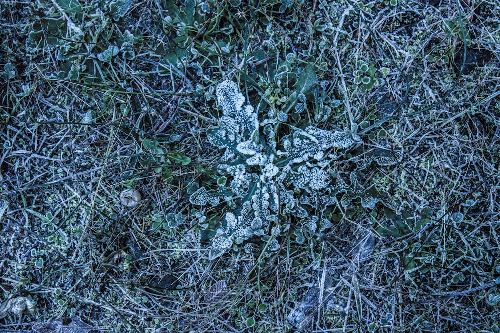 a snowflake is seen on the ground in the grass