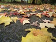 Close-up of vibrant autumn leaves scattered on a forest floor near a hiking path.