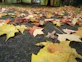 A detailed shot of colorful autumn leaves scattered on a wooden path.