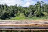 A lush, green landscape featuring a dense forest of tall trees under a partly cloudy blue sky. In the foreground, there are large drying tables covered with materials possibly used for drying agricultural products.