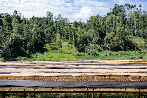 A lush, green landscape featuring a dense forest of tall trees under a partly cloudy blue sky. In the foreground, there are large drying tables covered with materials possibly used for drying agricultural products.