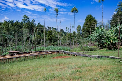 A lush green landscape with various trees and plants under a bright blue sky with scattered clouds. The foreground features an elevated wooden structure set on a grassy field, and the background showcases dense vegetation with tall, slender trees and thick bushes. Some utility wires run across the scenery, adding an element of human presence.