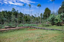 A lush green landscape with various trees and plants under a bright blue sky with scattered clouds. The foreground features an elevated wooden structure set on a grassy field, and the background showcases dense vegetation with tall, slender trees and thick bushes. Some utility wires run across the scenery, adding an element of human presence.