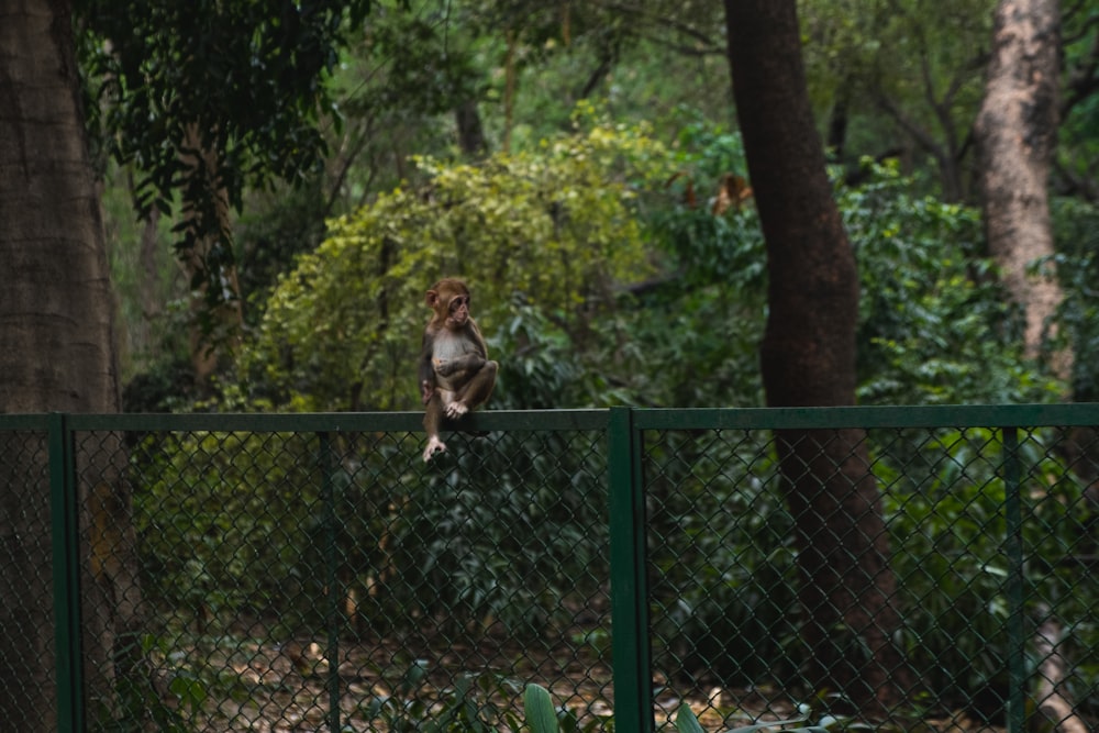 a dog is sitting on a fence in the woods