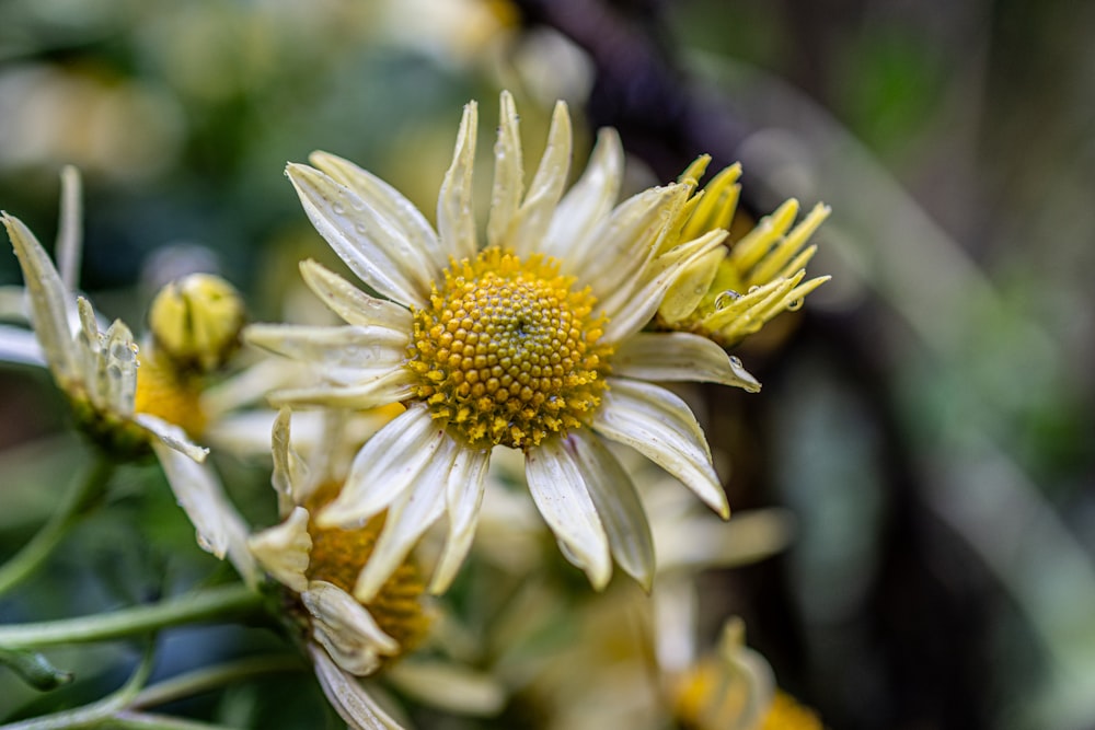 a close up of a yellow and white flower