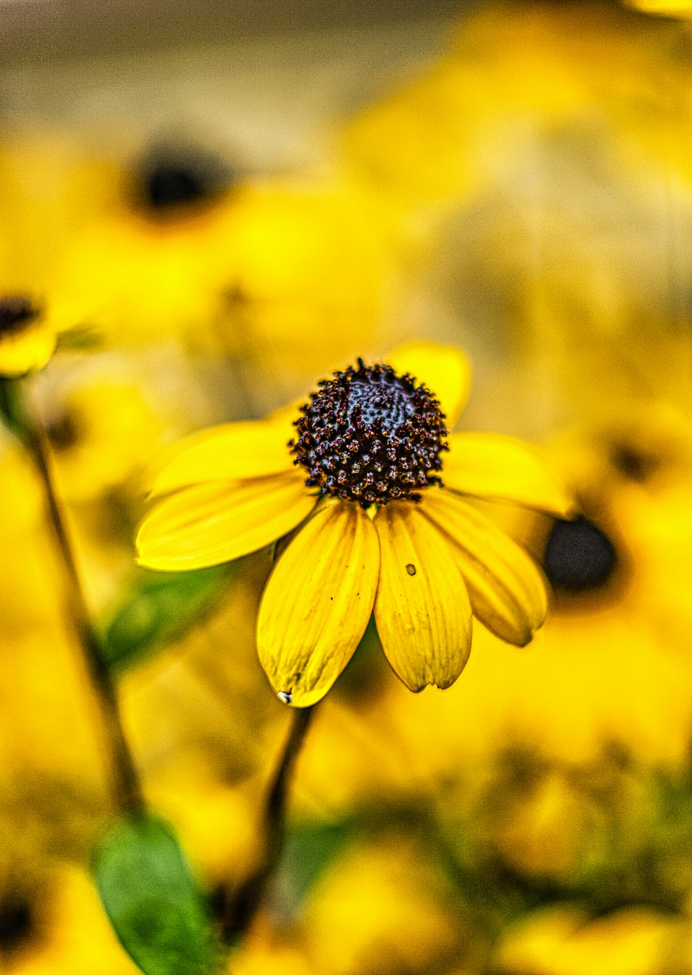 a close up of a yellow flower in a field of yellow flowers