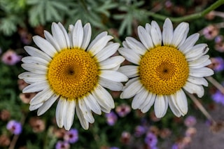 two flowers representing the blooming of breast during brestfeeding