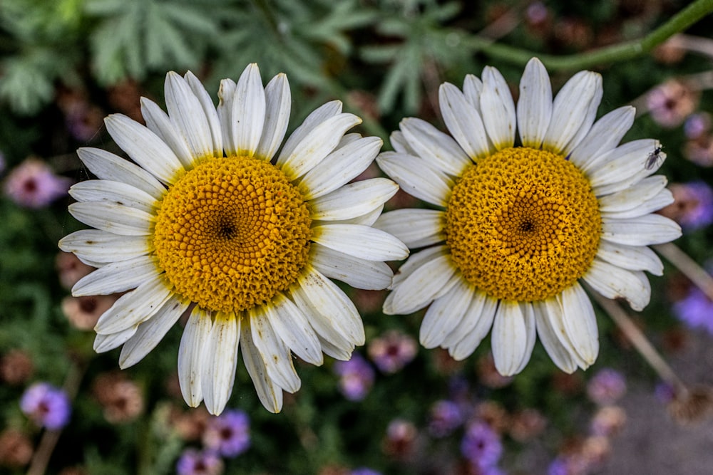 due fiori bianchi e gialli con fiori viola sullo sfondo