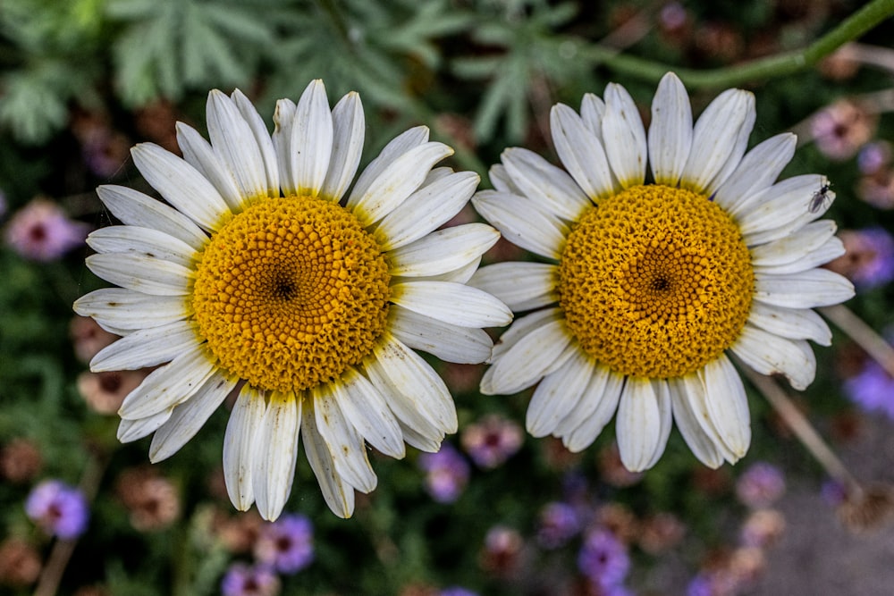 zwei weiße und gelbe Blumen mit lila Blumen im Hintergrund