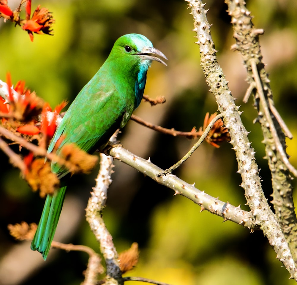 a green bird perched on a branch of a tree
