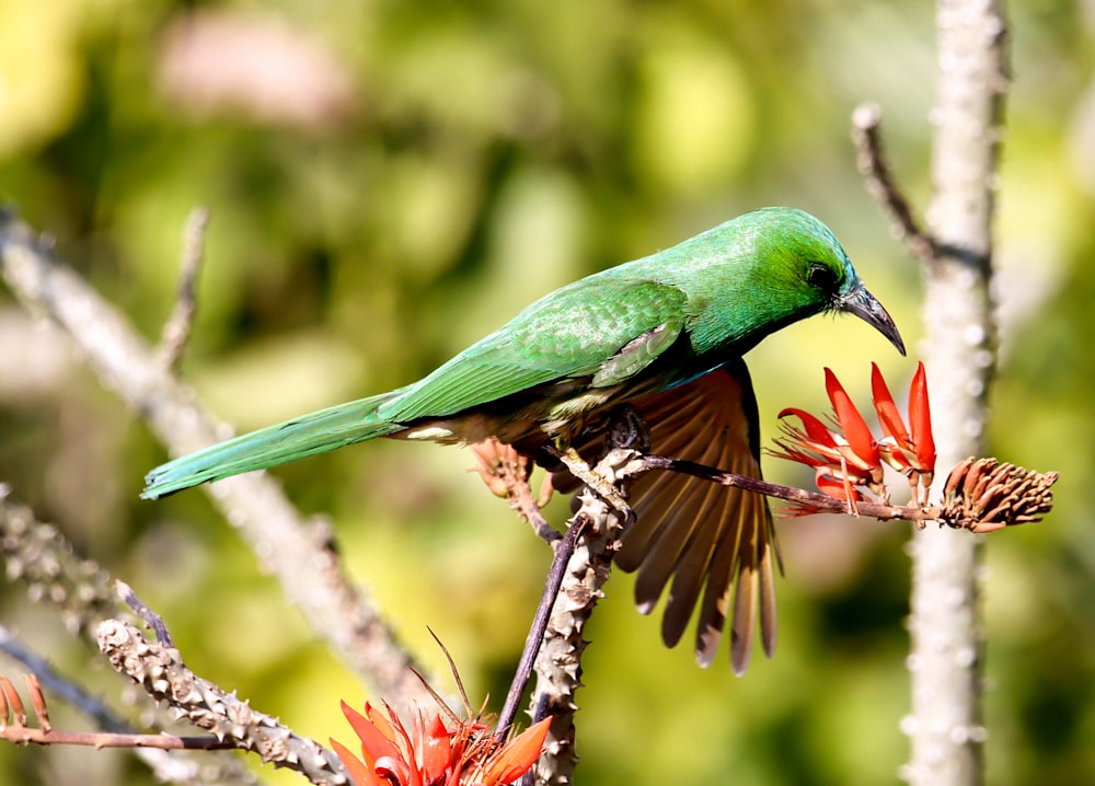 a green bird sitting on top of a tree branch