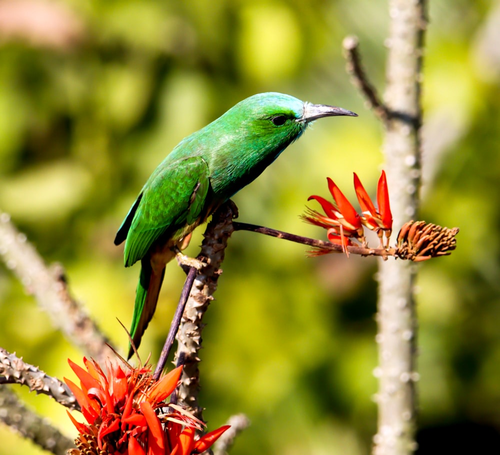 un uccello verde appollaiato in cima a un ramo d'albero