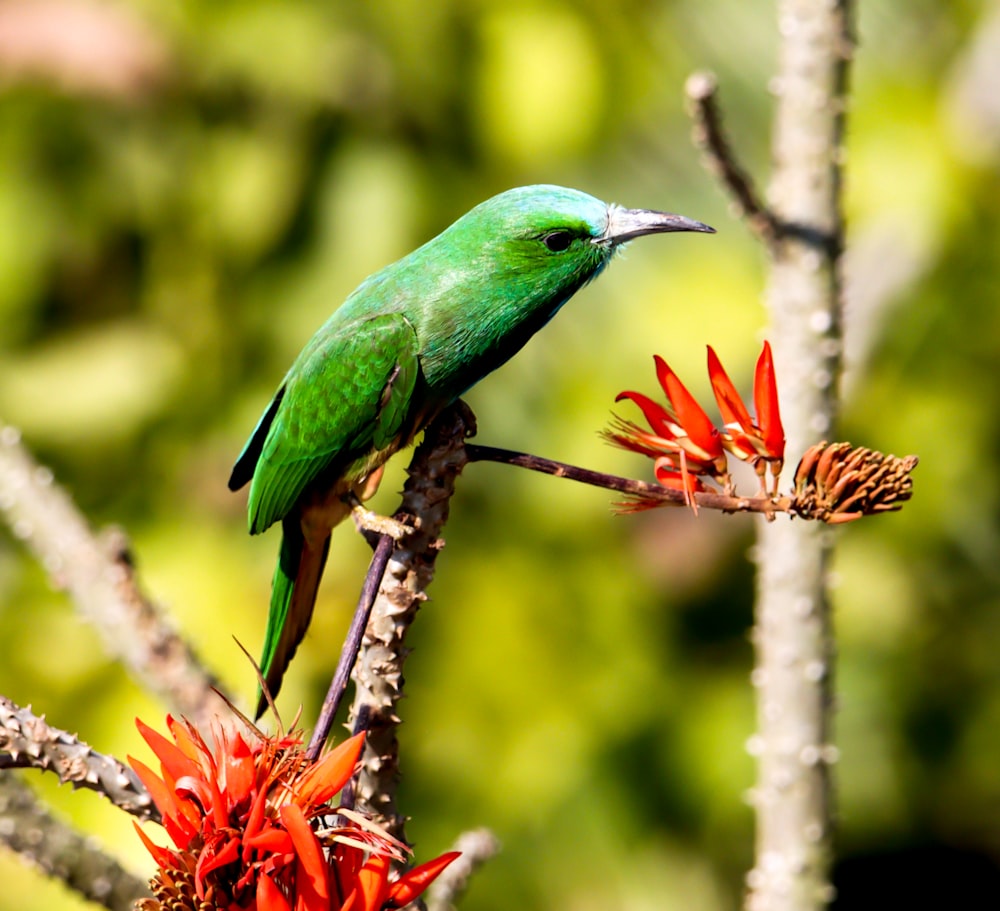un pájaro verde posado en lo alto de la rama de un árbol