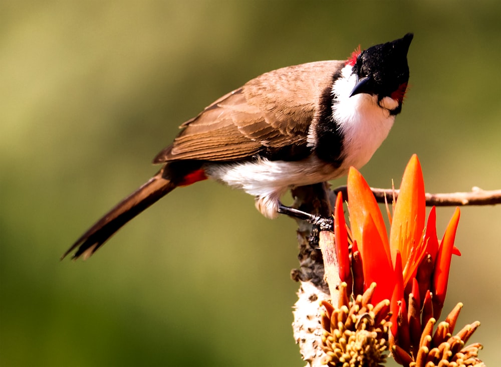 a small bird perched on top of a flower