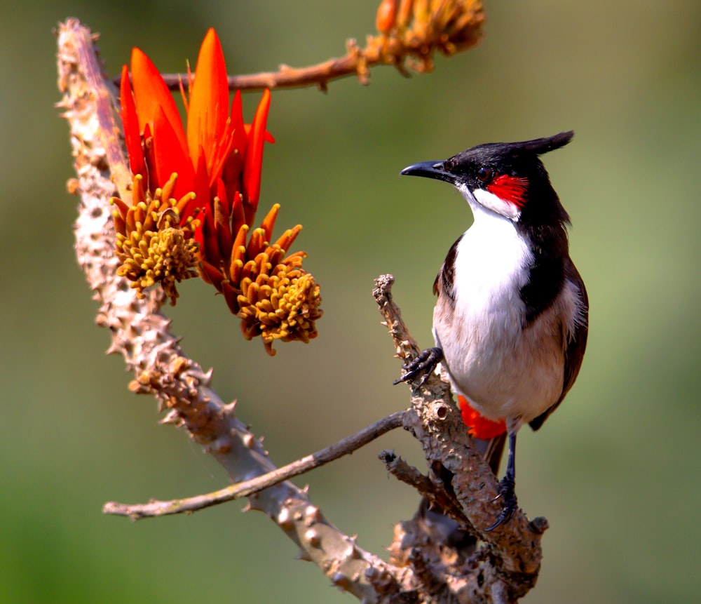 a small bird perched on a branch of a tree