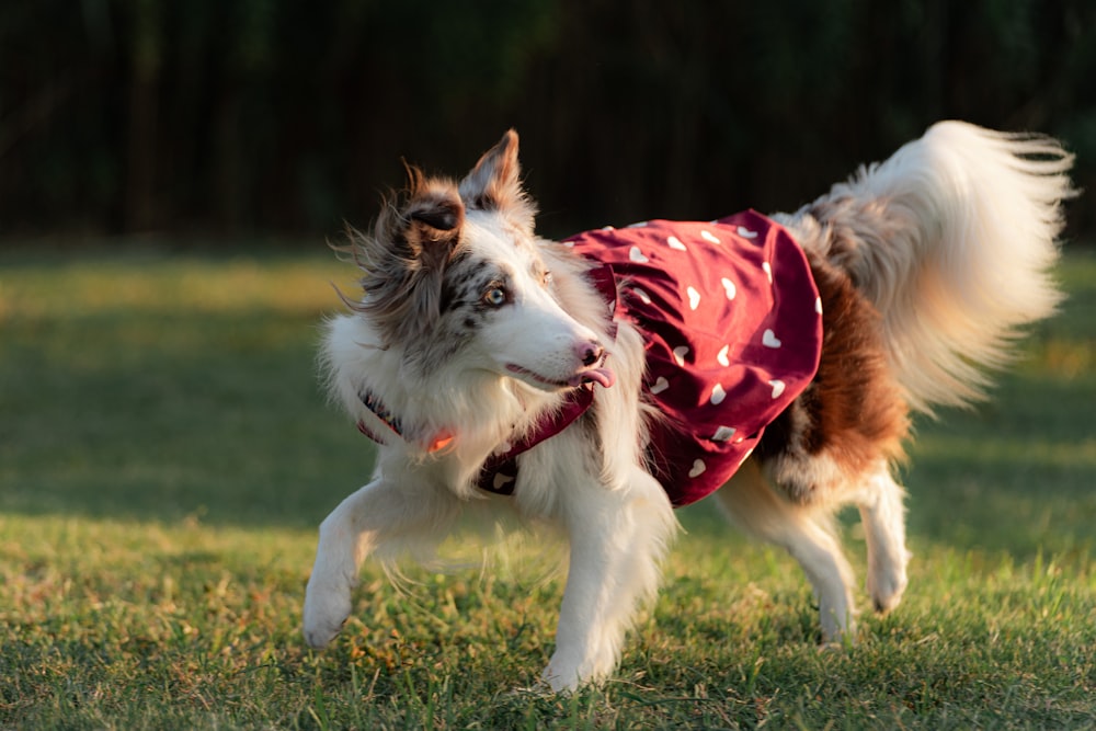 a dog wearing a red and white shirt running in the grass