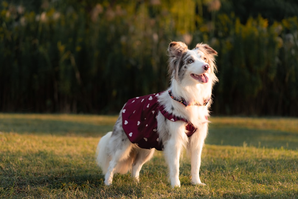 a white and brown dog wearing a red and white polka dot shirt