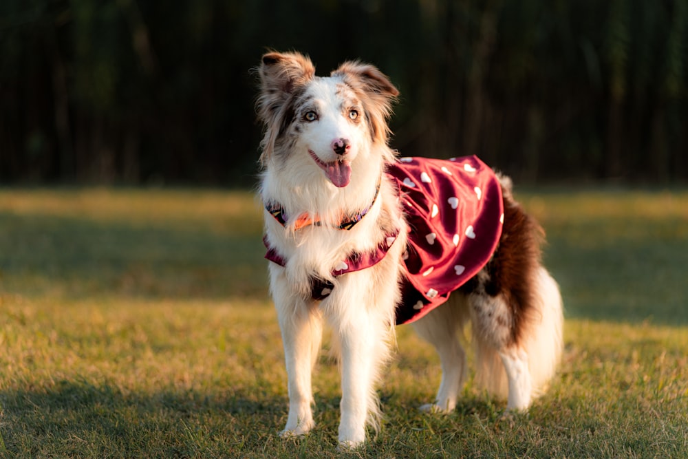 a brown and white dog wearing a red bandana