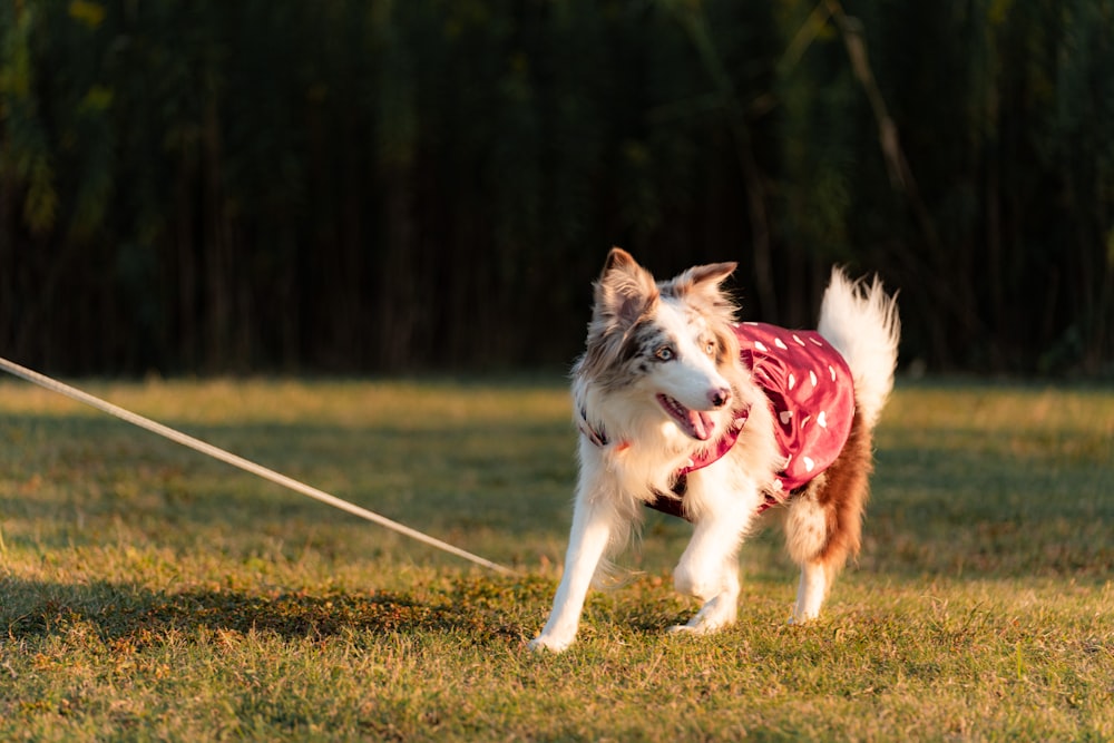 a dog wearing a red and white coat pulling a leash