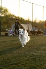 A white and gray dog is joyfully running towards the camera on a grassy field. In the background, there are people, some standing with their dogs, and tents set up, suggesting a casual outdoor gathering. The lighting indicates it is either early morning or late afternoon, casting long shadows.