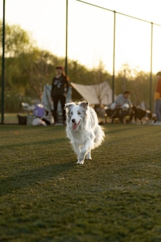 A white and gray dog is joyfully running towards the camera on a grassy field. In the background, there are people, some standing with their dogs, and tents set up, suggesting a casual outdoor gathering. The lighting indicates it is either early morning or late afternoon, casting long shadows.